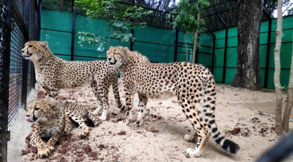 Sri Chamarajendra Zoological Gardens